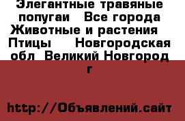 Элегантные травяные попугаи - Все города Животные и растения » Птицы   . Новгородская обл.,Великий Новгород г.